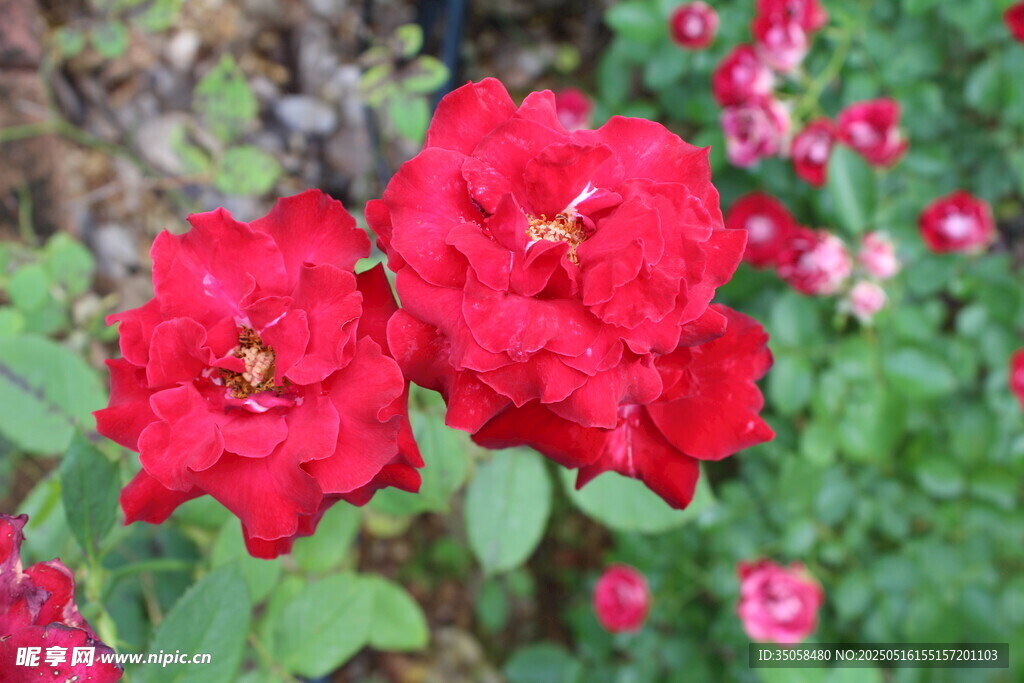 月季花 