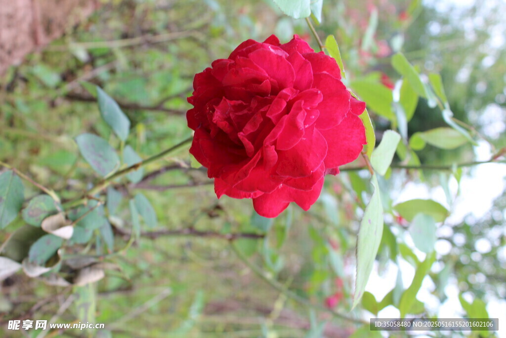 月季花 