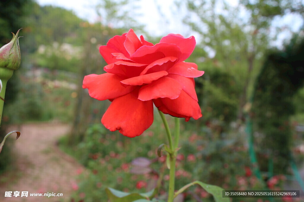 月季花 