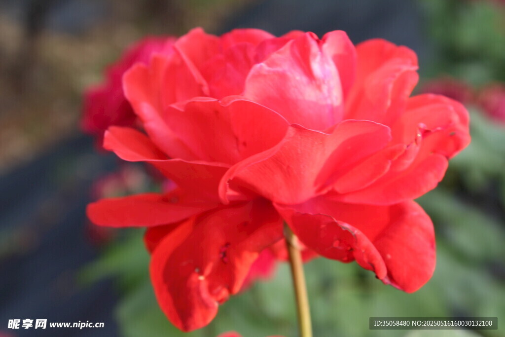 月季花