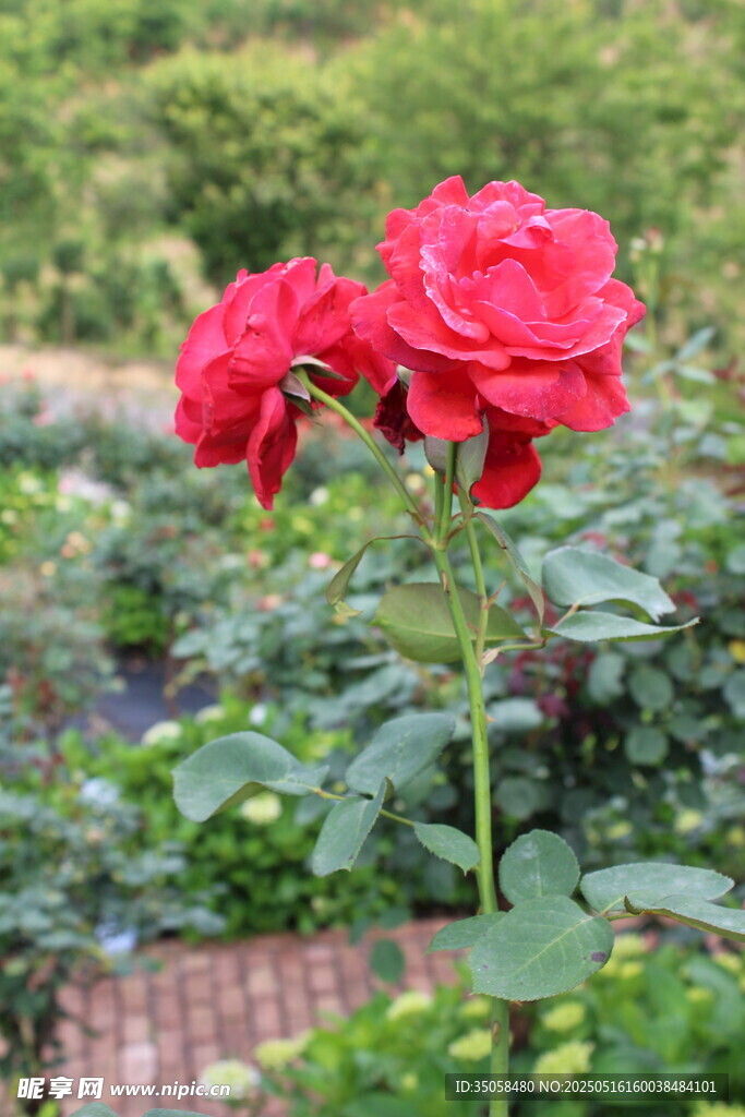月季花 