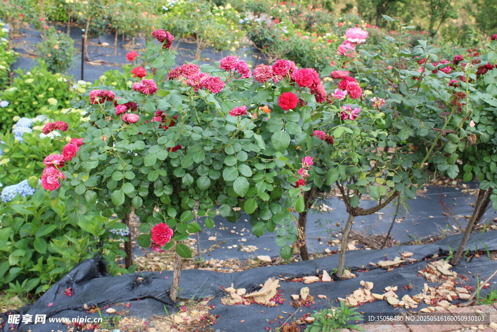 月季花