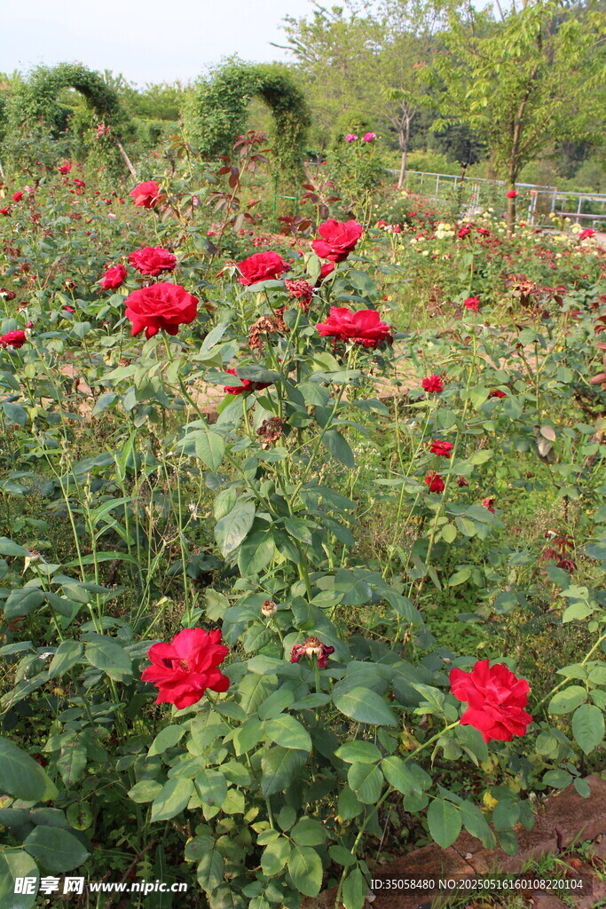月季花