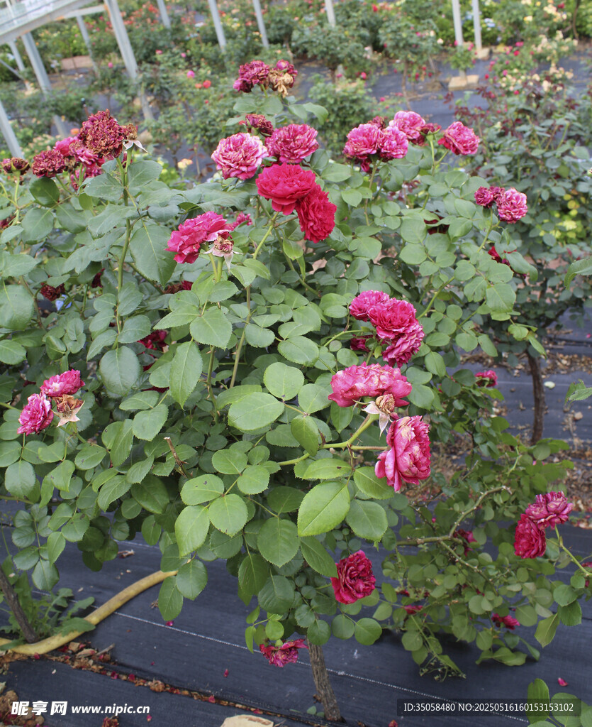 月季花