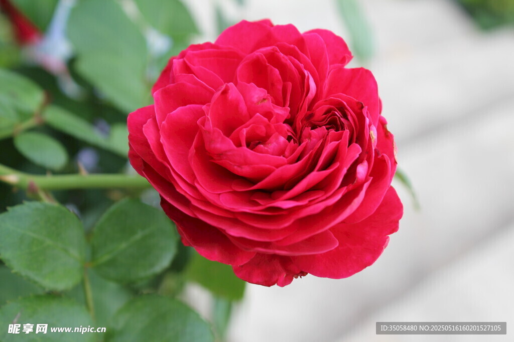 月季花