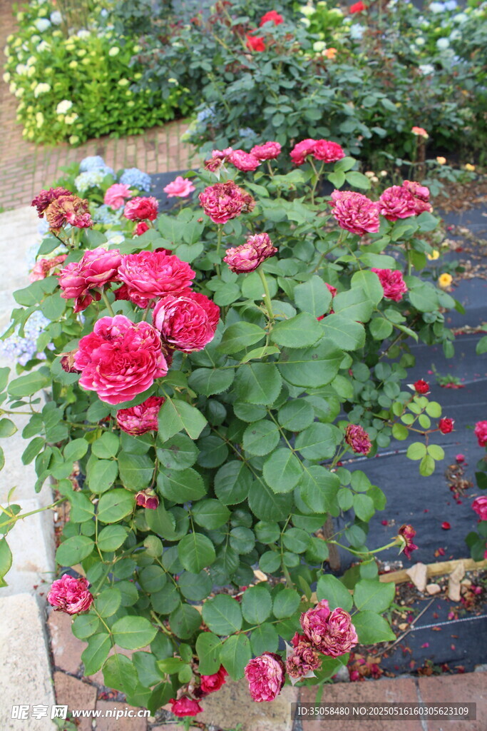月季花