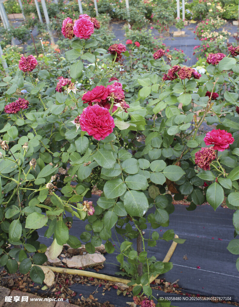 月季花