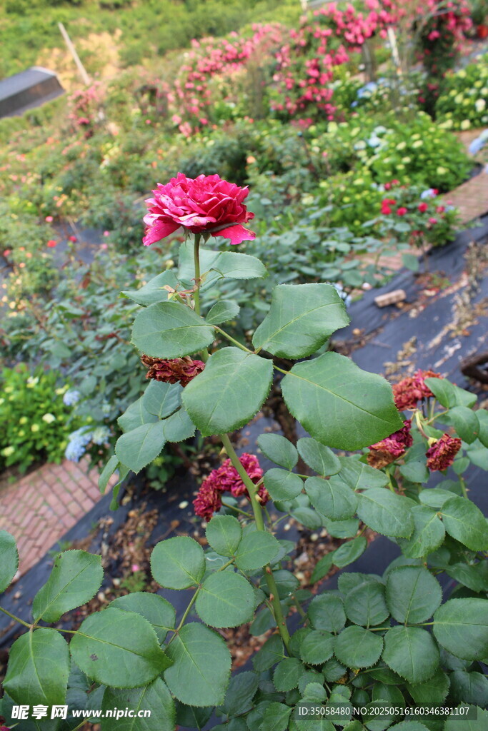 月季花