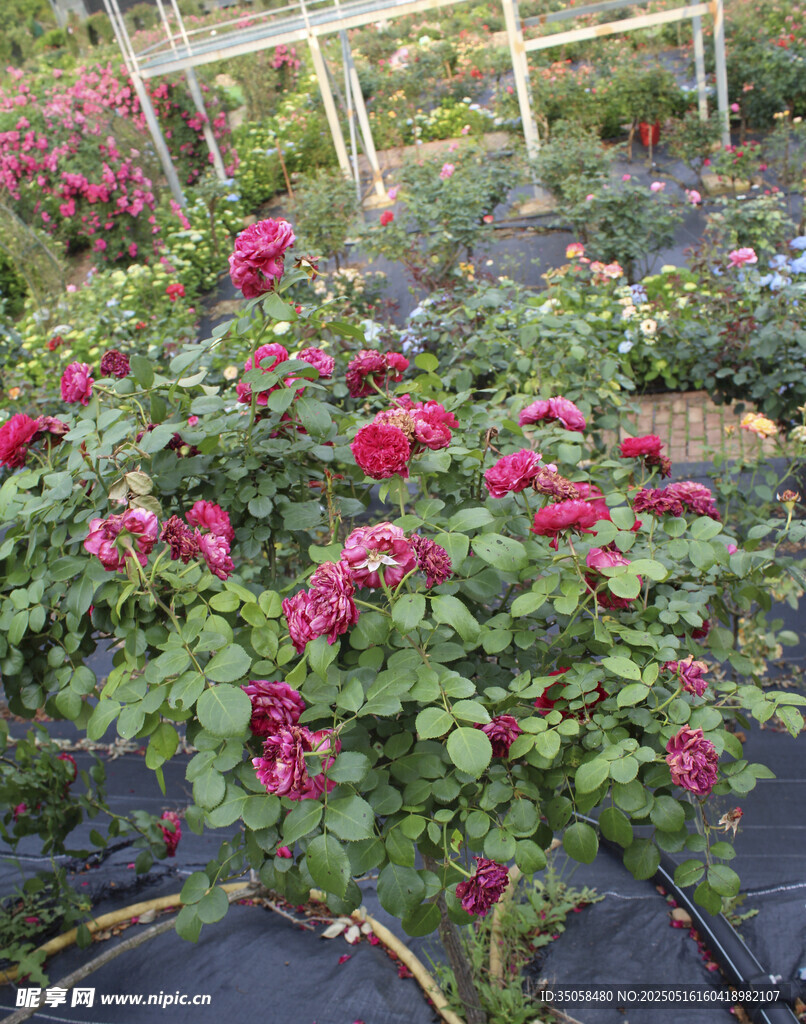 月季花