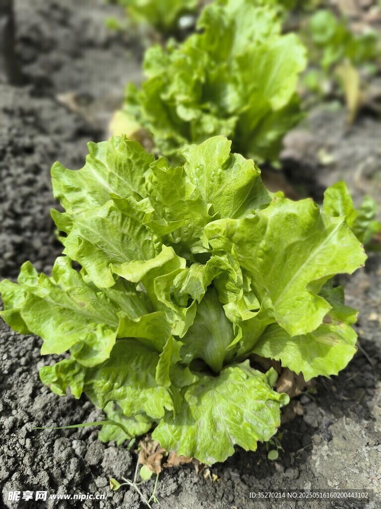 生菜