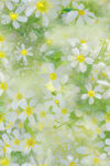 清新小白花花卉背景图