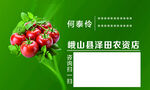 新鲜番茄 绿背景农产品