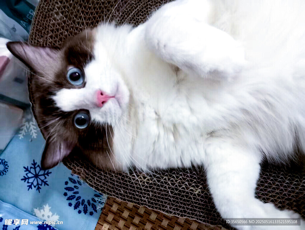 躺卧的可爱长毛猫咪