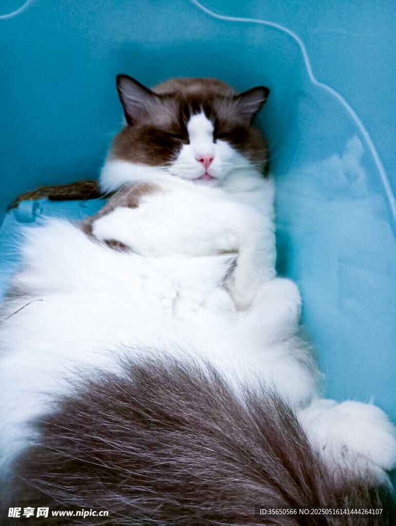 慵懒布偶猫惬意躺卧