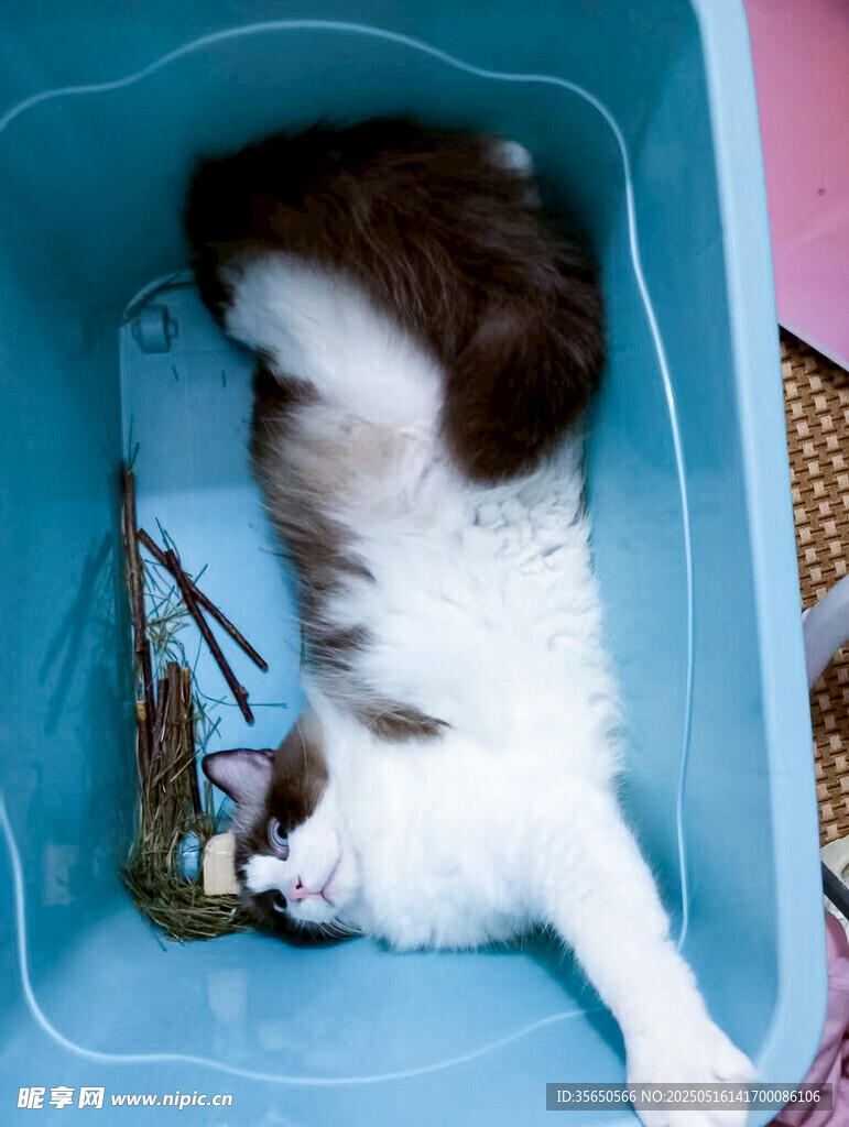 萌宠猫惬意躺蓝色容器