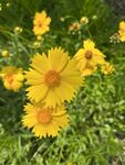 金鸡菊