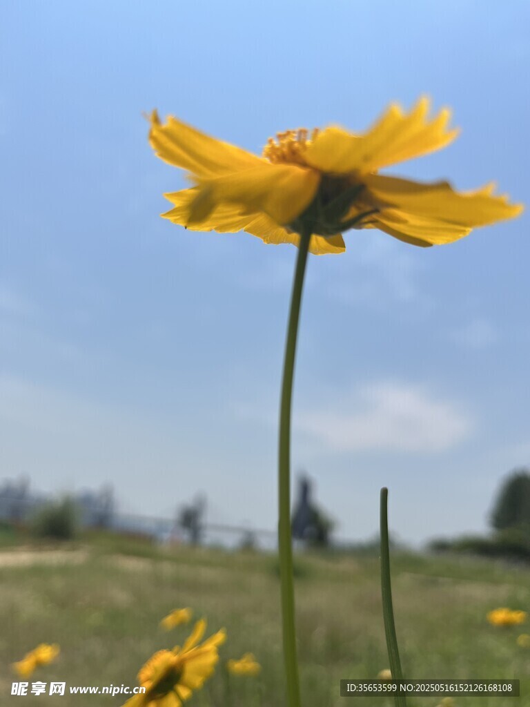 金鸡菊