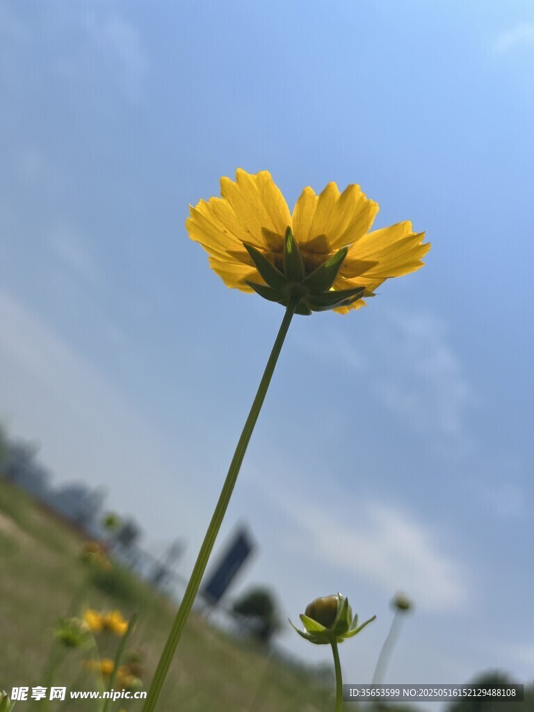 金鸡菊
