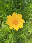金鸡菊