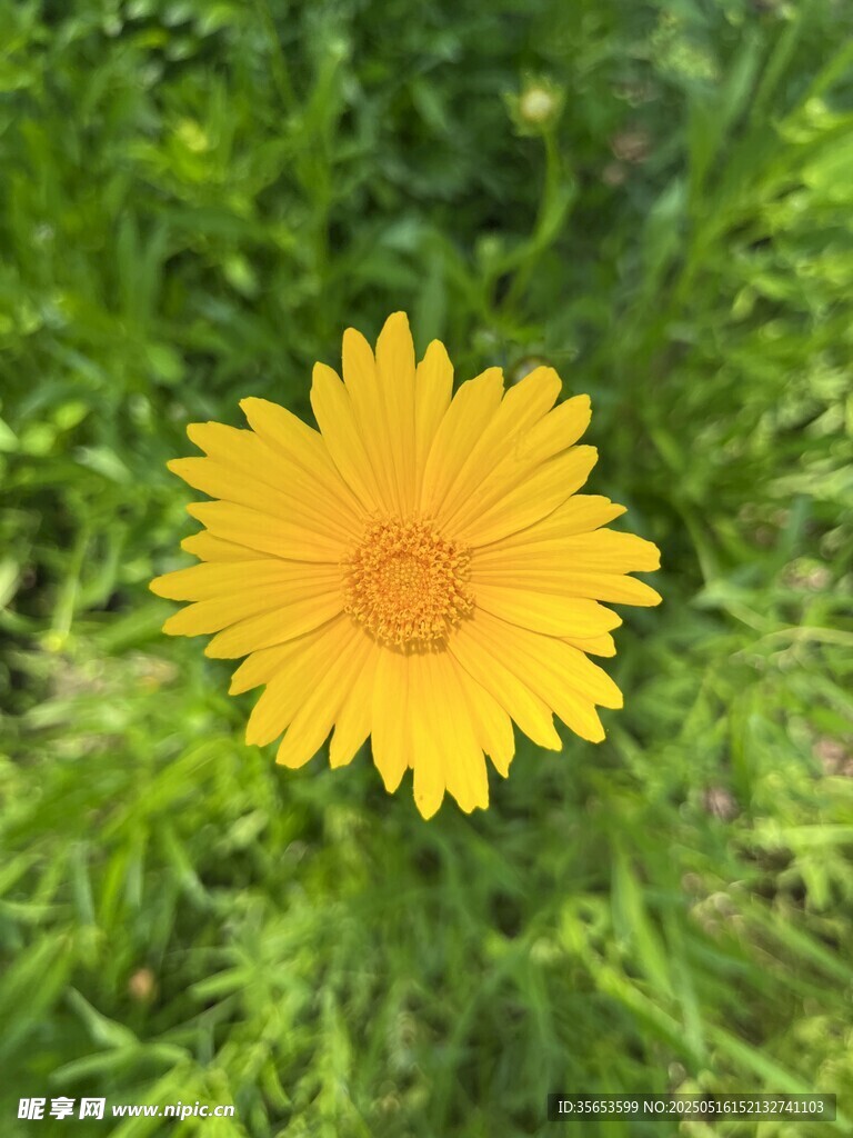 金鸡菊
