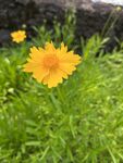 金鸡菊