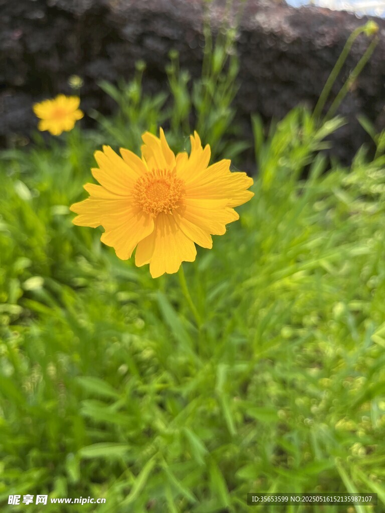 金鸡菊