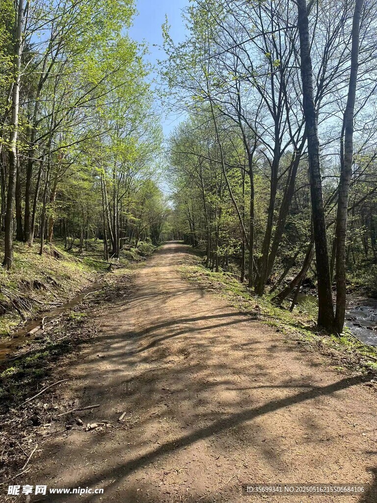 林间土路 静谧自然之景