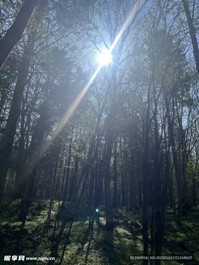 阳光穿透树林的静谧景象