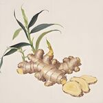 生姜插画图