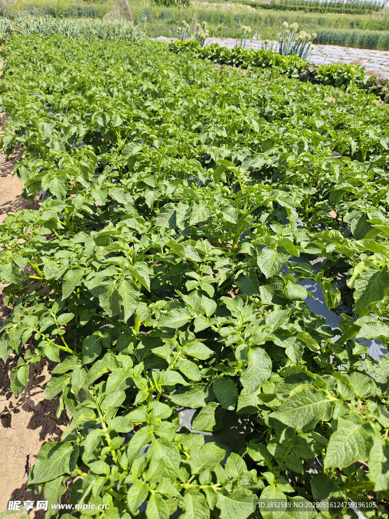 绿色土豆种植田土豆秧  