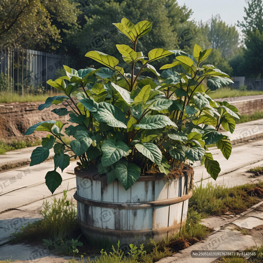 废弃大油桶种植效果实景