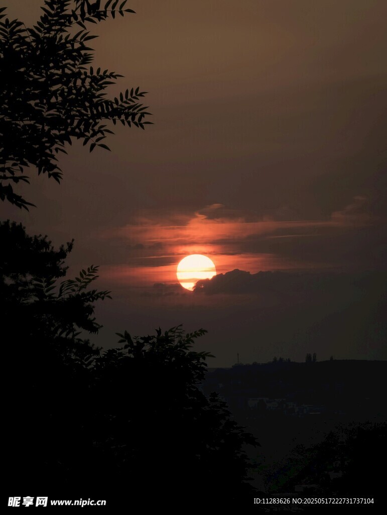 夕阳西下树林剪影美景