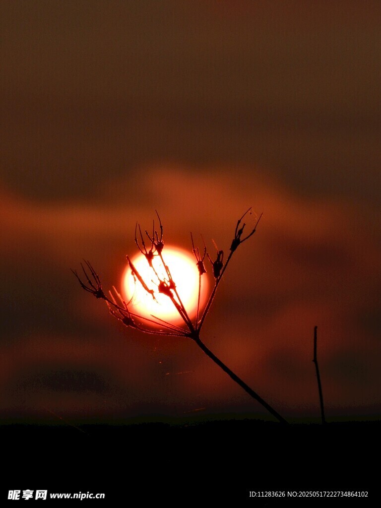 夕阳下的草尖剪影