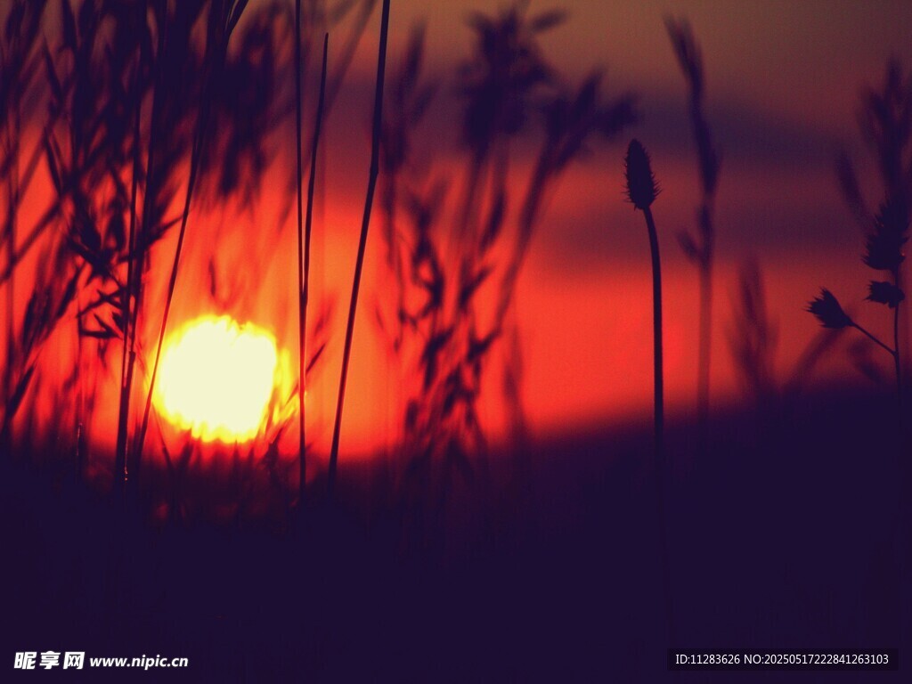 夕阳下的芦苇美景