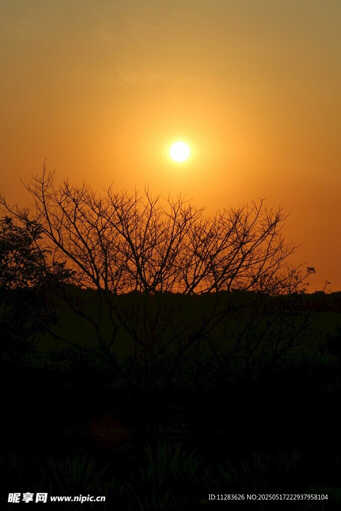 夕阳下的树木剪影