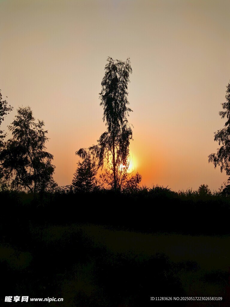 夕阳下的树木剪影