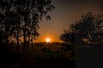 夕阳下的树林美景