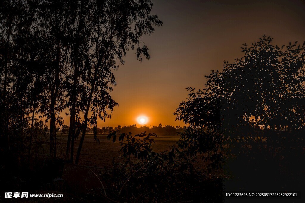 夕阳下的树林美景