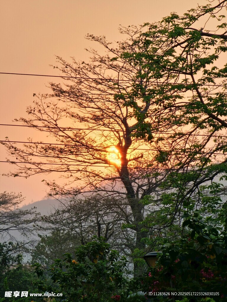 夕阳下的树木美景