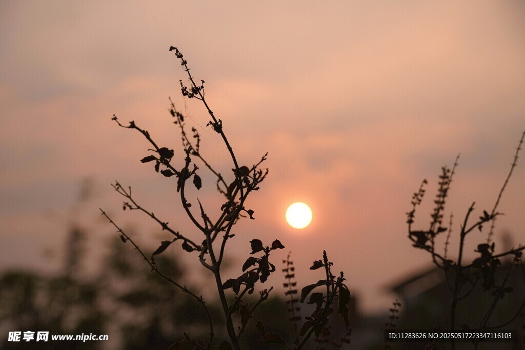夕阳下的植物剪影