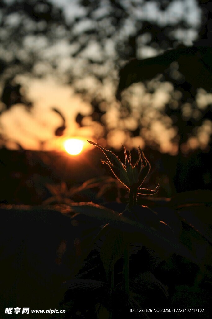 夕阳下的植物剪影