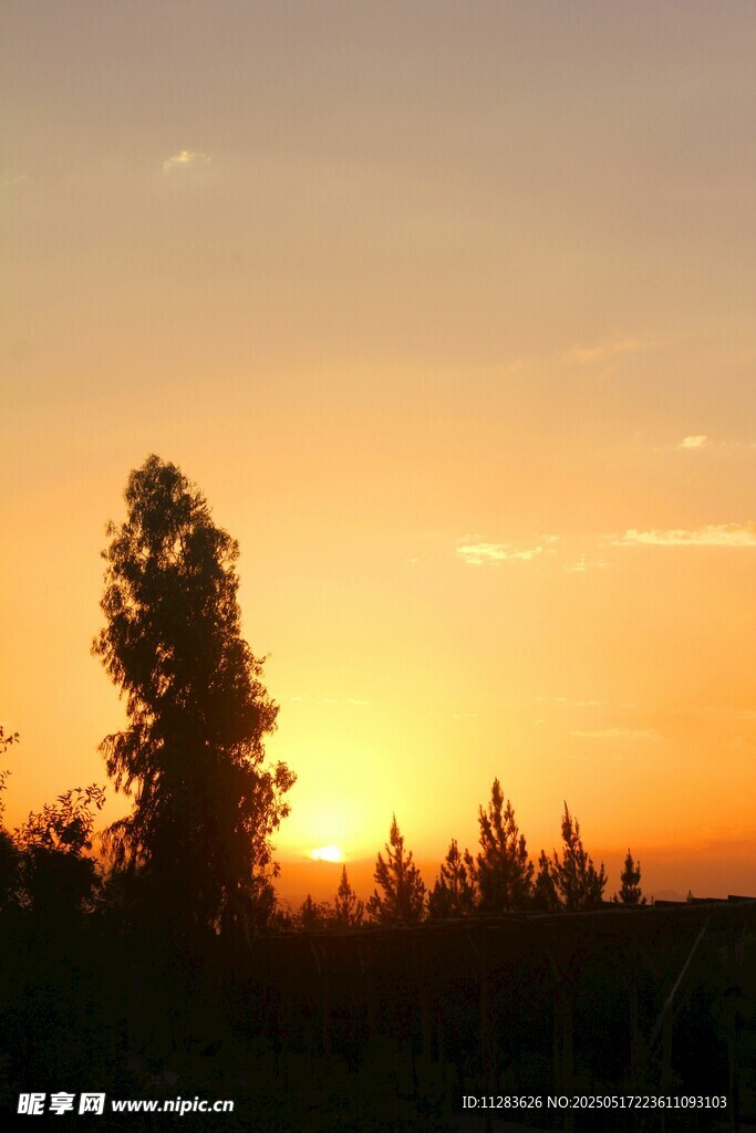 夕阳下的树木剪影