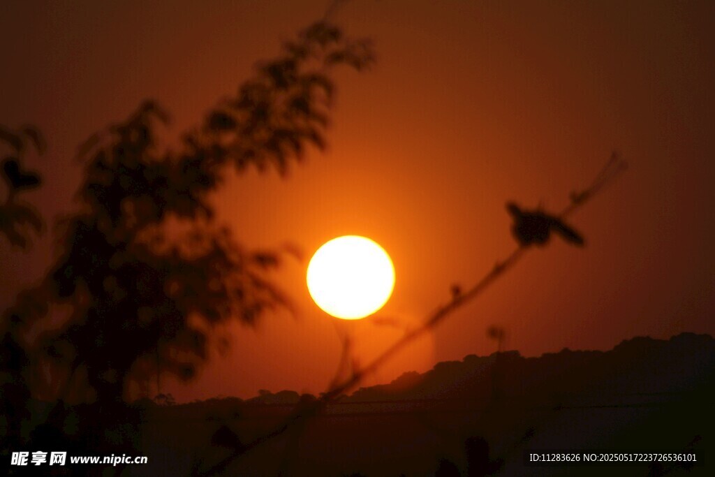 夕阳下飞鸟与枝叶剪影