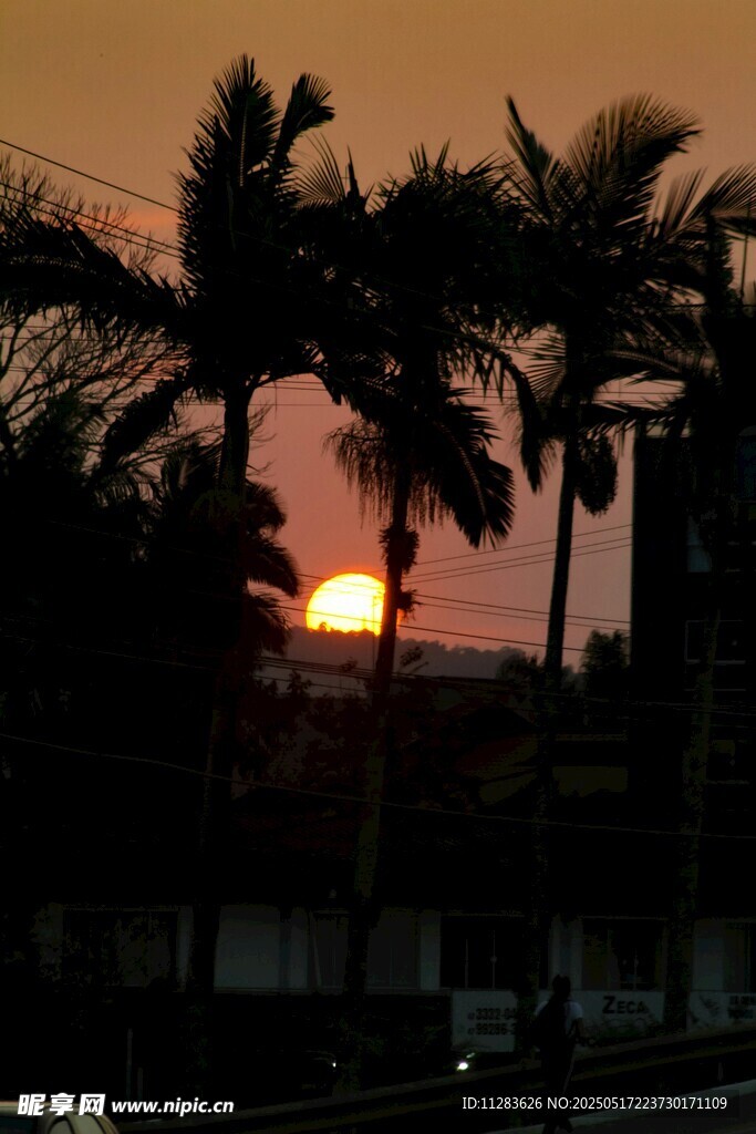夕阳下的棕榈树剪影