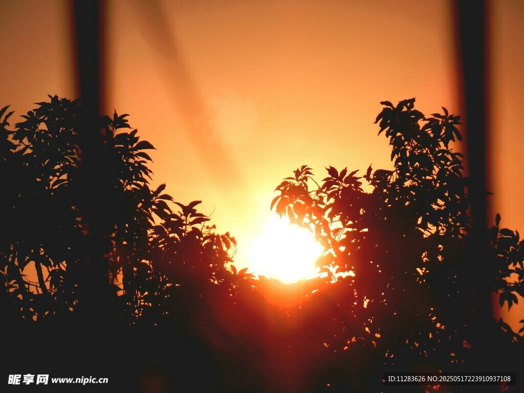 夕阳下的树木剪影