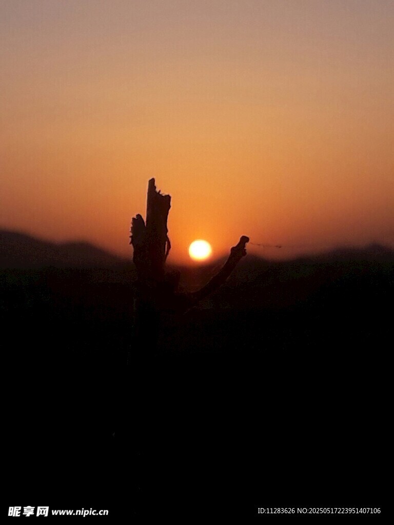 夕阳下人与狗的温馨剪影