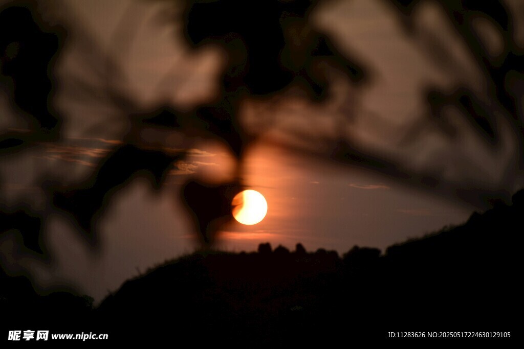 夕阳透过枝叶的美丽景象
