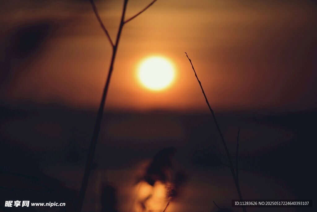 夕阳下的枯枝剪影