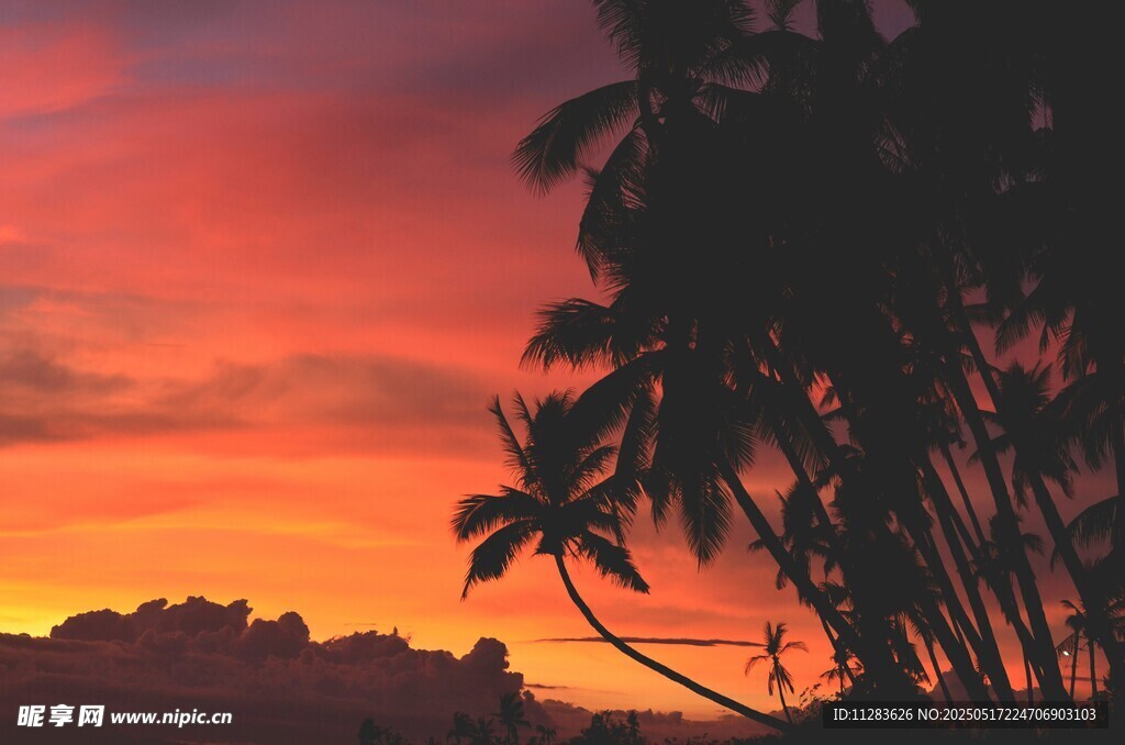夕阳下的椰树剪影美景