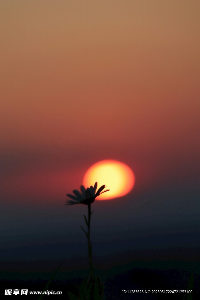 夕阳下的孤花